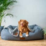 brown short coated dog on gray couch