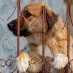 a large brown dog sitting behind a metal fence