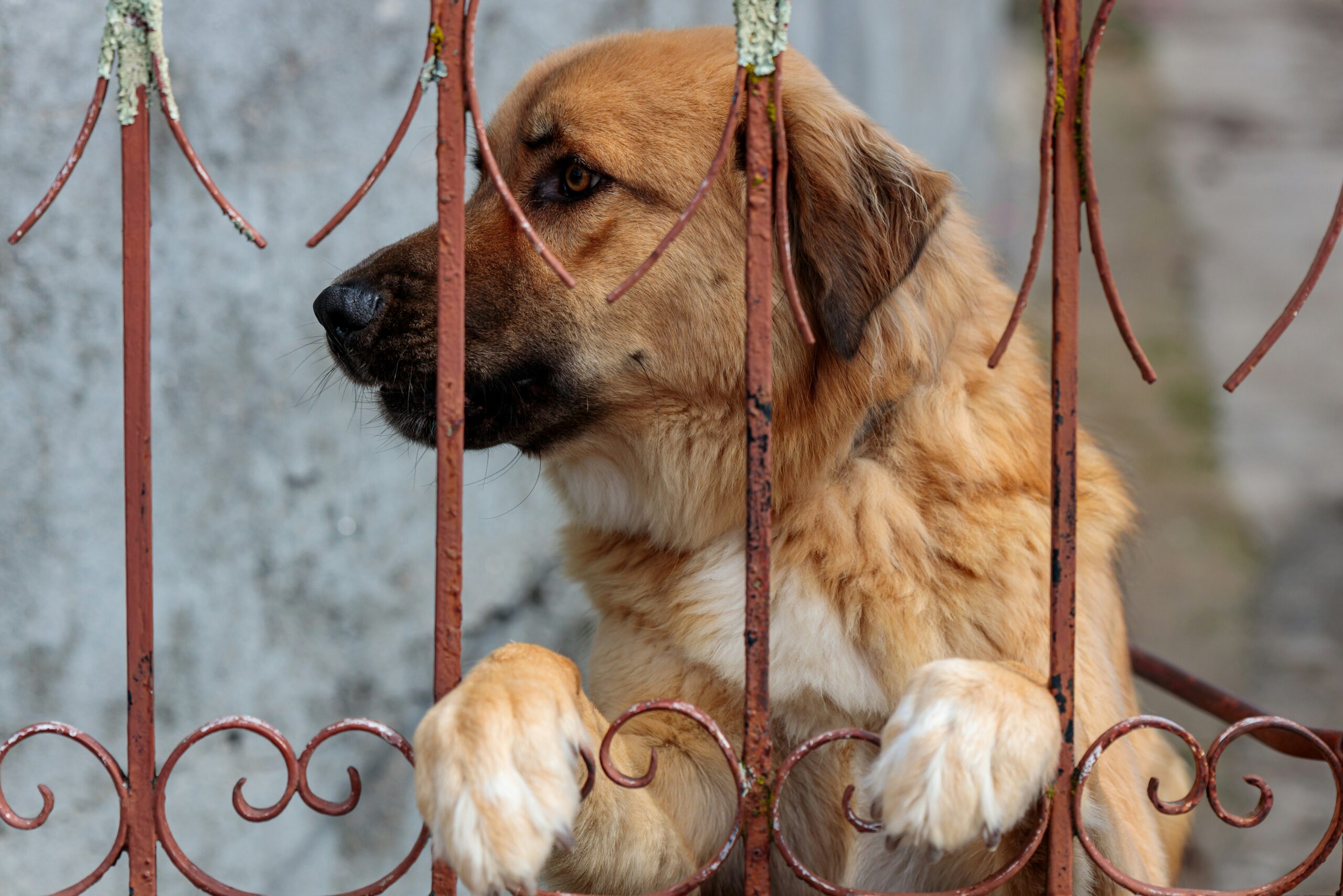 a large brown dog sitting behind a metal fence