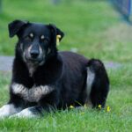 a black and white dog laying in the grass